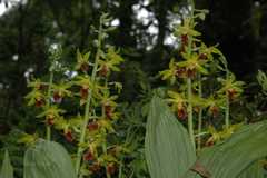 Calanthe tricarinata
